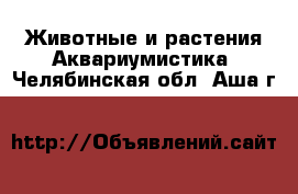 Животные и растения Аквариумистика. Челябинская обл.,Аша г.